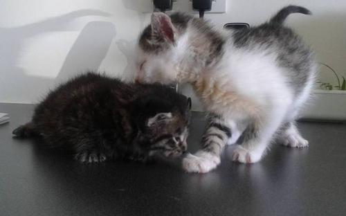 moederloze kittens