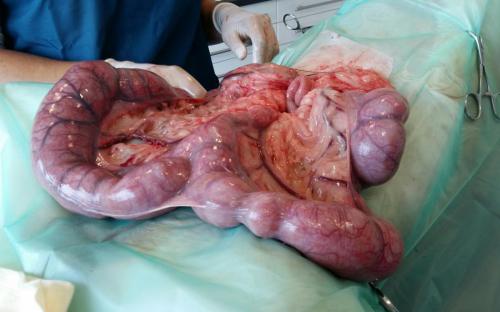 pyometra, baarmoederontsteking, Joke pottie, dierenarts Gistel