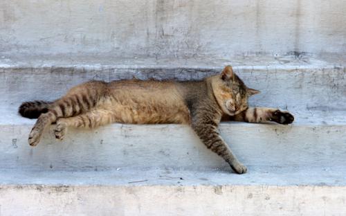 joke pottie, dierenarts gistel, oudere kat